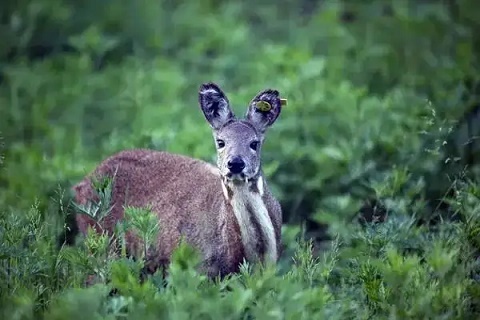 這幾點就能看出化妝品是否需要辦理瀕危證